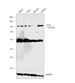 CTCF Antibody in Western Blot (WB)