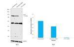 CTCF Antibody in Western Blot (WB)