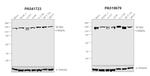 SF3B1 Antibody