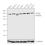 SF3B1 Antibody in Western Blot (WB)