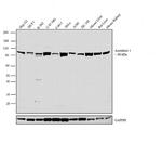 Aconitase 1 Antibody in Western Blot (WB)