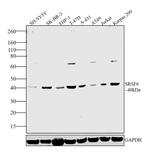 SRSF6 Antibody in Western Blot (WB)