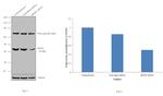 SRSF6 Antibody