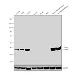 TPM1 Antibody in Western Blot (WB)