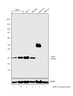 HEY1 Antibody