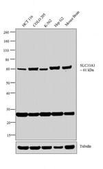 SLC33A1 Antibody in Western Blot (WB)