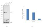 SLC33A1 Antibody in Western Blot (WB)