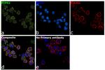 PTPN2 Antibody in Immunocytochemistry (ICC/IF)