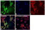 PTPN2 Antibody in Immunocytochemistry (ICC/IF)