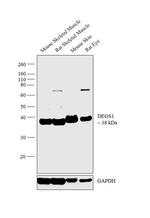 DEGS1 Antibody in Western Blot (WB)