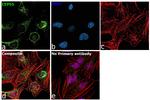 CEP55 Antibody in Immunocytochemistry (ICC/IF)