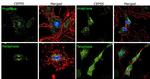 CEP55 Antibody in Immunocytochemistry (ICC/IF)