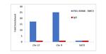 SMC3 Antibody in ChIP Assay (ChIP)