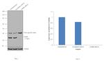 LDHB Antibody in Western Blot (WB)