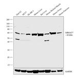 MBOAT7 Antibody in Western Blot (WB)