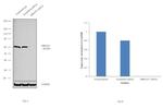 MBOAT7 Antibody