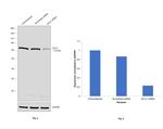 GCLC Antibody