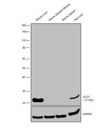 GLO1 Antibody