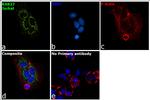 RAB27A Antibody in Immunocytochemistry (ICC/IF)