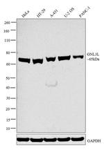 GNL3L Antibody in Western Blot (WB)