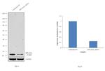 RPL36AL Antibody in Western Blot (WB)