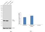 FADD Antibody