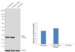 FADD Antibody in Western Blot (WB)