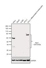 Apolipoprotein J Antibody in Western Blot (WB)