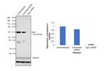 Apolipoprotein J Antibody