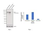 LDLR Antibody