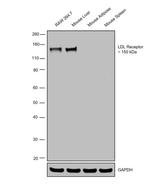 LDLR Antibody