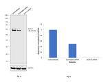 SOX10 Antibody in Western Blot (WB)