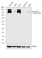 Neuropilin 1 Antibody