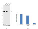 cIAP1 Antibody in Western Blot (WB)