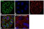 cIAP1 Antibody in Immunocytochemistry (ICC/IF)