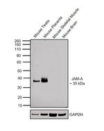 JAM-A (CD321) Antibody