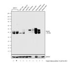 TROP2 Antibody in Western Blot (WB)