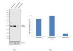 TROP2 Antibody in Western Blot (WB)