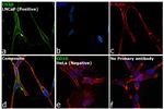 CD10 Antibody in Immunocytochemistry (ICC/IF)