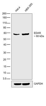 EDAR Antibody in Western Blot (WB)