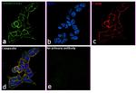 ITGA2 Antibody in Immunocytochemistry (ICC/IF)