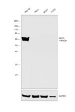 Glypican 3 Antibody in Western Blot (WB)