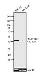 NeuroD1 Antibody in Western Blot (WB)