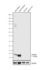 S100A8 Antibody