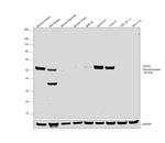 DOPA Decarboxylase Antibody