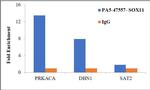 SOX11 Antibody in ChIP Assay (ChIP)