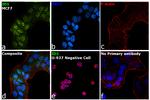 ID1 Antibody in Immunocytochemistry (ICC/IF)