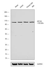 GP130 Antibody in Western Blot (WB)