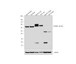 TGFBR2 Antibody in Western Blot (WB)