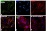 CD49a Antibody